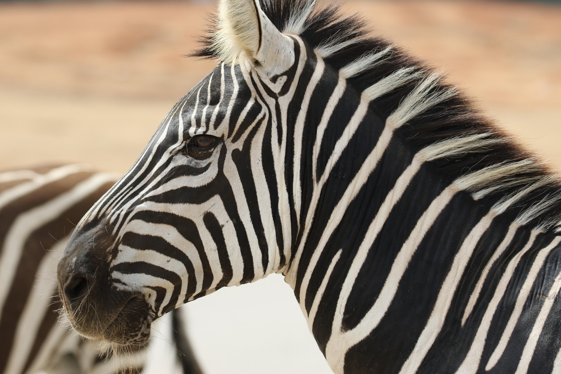 ornaw-zebra-7203335-1920